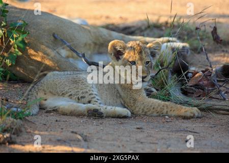 Bébé lion le matin dans la réserve de Motswari en Afrique du Sud Banque D'Images