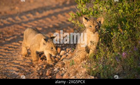 Lion Cubs jouant le matin dans la réserve Motswari Game Reserve en Afrique du Sud Banque D'Images