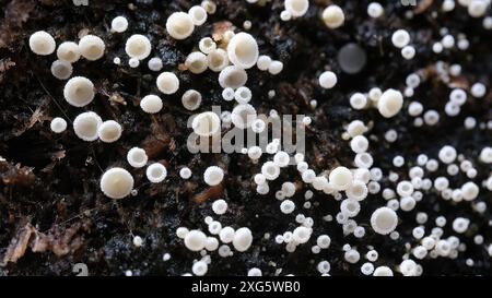 Macro gros plan de minuscules coupes de fées fourrées piquées Lachnum virgineum champignons dans la forêt tropicale du mont Wellington, Hobart, Tasmanie, Australie Banque D'Images