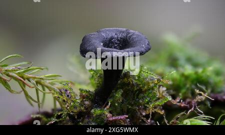 Macro gros plan de minuscules champignons Lanzia lanaripes Black Tacks dans la forêt tropicale de Hobart, Tasmanie, Australie Banque D'Images