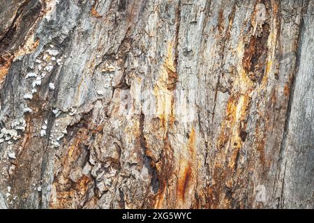 La surface de l'écorce d'arbre est robuste et poivrée de nombreux trous. Vue détaillée de l'écorce d'arbre pourrie Banque D'Images