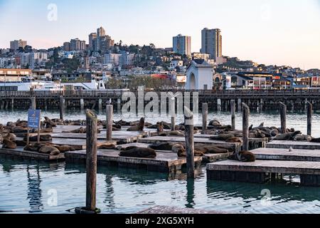 Seals AS Pier 39, San Francisco, Californie, États-Unis Banque D'Images