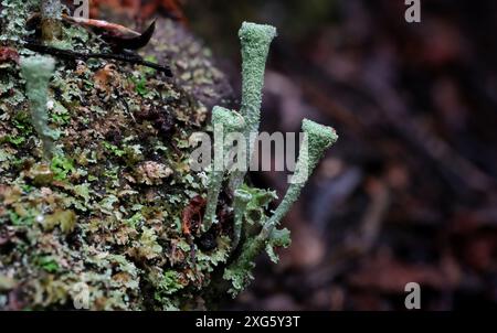 Macro gros plan du minuscule lichen Cladonia fimbriata de trompette dans la forêt tropicale de Hobart, Tasmanie, Australie Banque D'Images