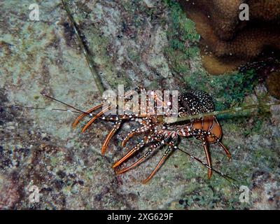 L'écrevisse de poulet d'Inde (Panulirus guttatus) rampant sur un rocher dans la mer, dans son environnement naturel. Site de plongée John Pennekamp Coral Reef State Park Banque D'Images