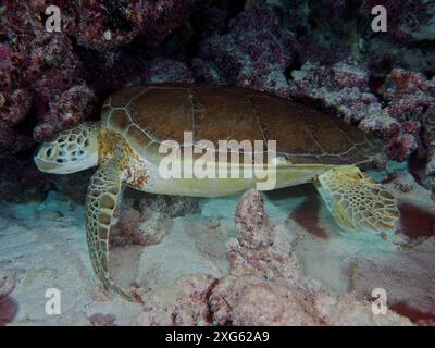 Tortue de mer (Eretmochelys imbricata imbricata) reposant sur les fonds marins la nuit à côté des coraux et des rochers. Site de plongée John Pennekamp Coral Reef Banque D'Images