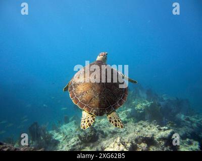 Tortue de mer fauchée (Eretmochelys imbricata imbricata) nageant dans l'océan bleu profond. Site de plongée John Pennekamp Coral Reef State Park, Key Largo Banque D'Images