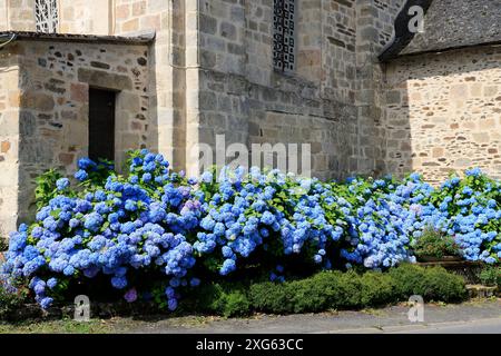 Hortensias en floraison au début de l'été. Fleurs et cadre de vie. Limousin, France, Europe. Crédit : photo de Hugo Martin/Alamy. Banque D'Images