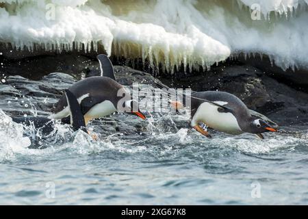 Manchots Gentoo plongeant dans la mer sur les îles Duroch, Antarctique, mercredi 22 novembre 2023. Photo : David Rowland / One-Image.com Banque D'Images