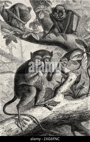 Tarsier philippin. Tarsius syrichta. Ancienne illustration gravée du XIXe siècle de la nature 1886 Banque D'Images