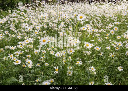 Marguerites aux yeux de bœuf dans une exposition saisissante au jardin Friends Meeting House à Settle, dans le Yorkshire du Nord. Banque D'Images