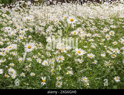 Marguerites aux yeux de bœuf dans une exposition saisissante au jardin Friends Meeting House à Settle, dans le Yorkshire du Nord. Banque D'Images