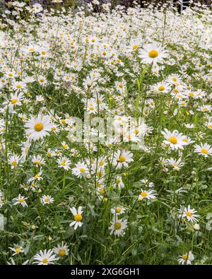 Marguerites aux yeux de bœuf dans une exposition saisissante au jardin Friends Meeting House à Settle, dans le Yorkshire du Nord. Banque D'Images