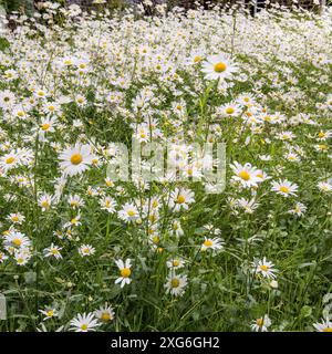 Marguerites aux yeux de bœuf dans une exposition saisissante au jardin Friends Meeting House à Settle, dans le Yorkshire du Nord. Banque D'Images