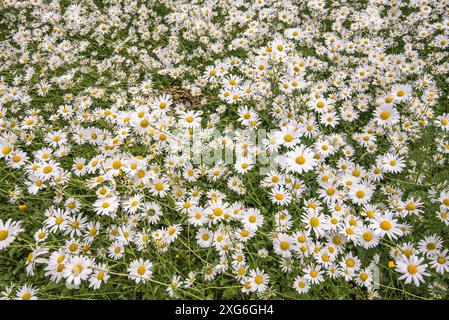 Marguerites aux yeux de bœuf dans une exposition saisissante au jardin Friends Meeting House à Settle, dans le Yorkshire du Nord. Banque D'Images