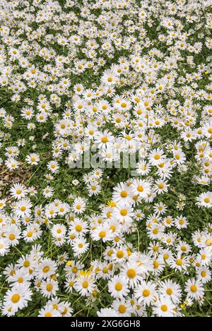 Marguerites aux yeux de bœuf dans une exposition saisissante au jardin Friends Meeting House à Settle, dans le Yorkshire du Nord. Banque D'Images