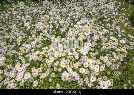 Marguerites aux yeux de bœuf dans une exposition saisissante au jardin Friends Meeting House à Settle, dans le Yorkshire du Nord. Banque D'Images