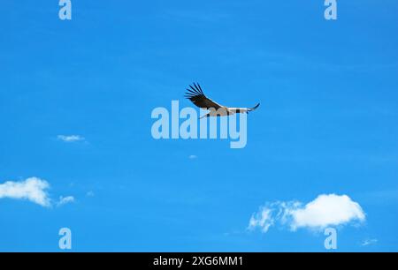 Condors andins survolant le canyon de Colca, attraction populaire d'observation des condors dans la région d'Arequipa au Pérou, en Amérique du Sud Banque D'Images