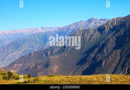 Petit troupeau de condors andins volant dans la lumière du matin du canyon de Colca, région d'Arequipa, Pérou, Amérique du Sud Banque D'Images