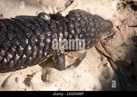 Le Shingleback a une très grande tête, une queue émoussée très courte, des jambes courtes et de grandes écailles rugueuses. Banque D'Images