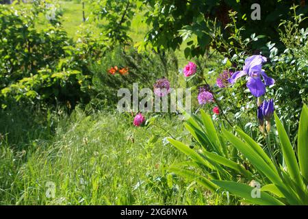 Pelouse non tondue d'un jardin de maison de ville formant une prairie d'herbes sauvages avec parterre de fleurs de côté au printemps, Baden, Allemagne Banque D'Images