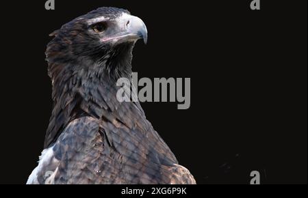 L'aigle à queue en coin est de couleur marron-noir foncé. Le bec de l'aigle à queue de Wedge est de la crème pâle. Banque D'Images