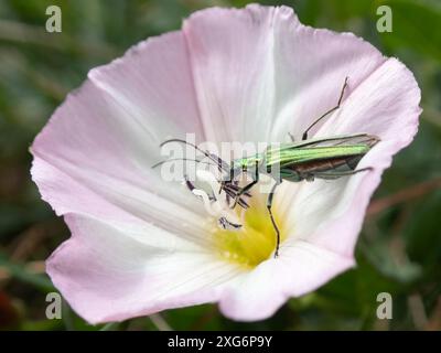 Une femelle verte irisée False Oil Beetle sur une fleur rose et blanche Sea Bindweed, recouverte de grains de pollen Banque D'Images