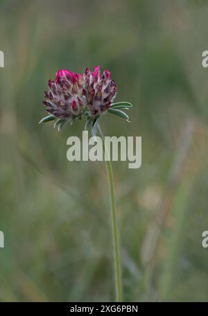 Une seule fleur rose de vesce de rein debout sur un fond flou d'herbes Banque D'Images
