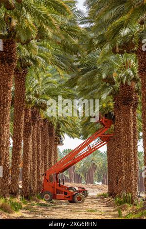 Récolteuse de dattes cueillant des fruits à partir de palmiers dattiers. Dattes mécaniques récoltant en action. Plantation de palmiers. Mécanisation agricole. Agriculture moderne Banque D'Images