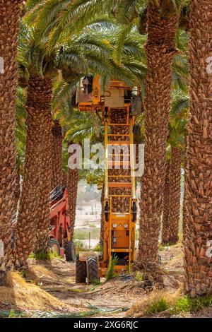 Récolteuse de dattes cueillant des fruits à partir de palmiers dattiers. Dattes mécaniques récoltant en action. Plantation de palmiers. Mécanisation agricole. Agriculture moderne Banque D'Images