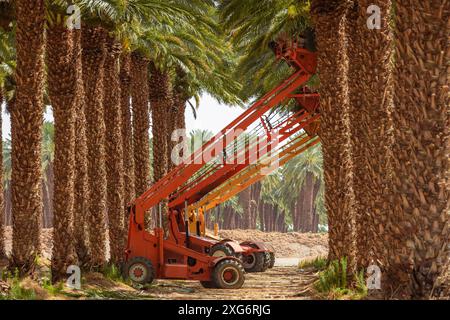 Récolteuse de dattes cueillant des fruits à partir de palmiers dattiers. Dattes mécaniques récoltant en action. Plantation de palmiers. Mécanisation agricole. Agriculture moderne Banque D'Images