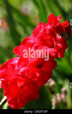 Un gros plan de Gladiolus rouge vif dans un cadre de jardin verdoyant Banque D'Images