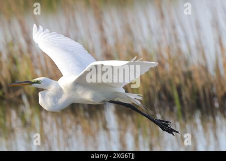 Une grande aigrette blanche volant au-dessus de l'eau avec des roseaux en arrière-plan. Ardea alba Banque D'Images