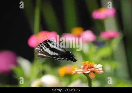 Gros plan d'une queue d'aronde zébrée ( Eurytides marcellus) survolant une fleur de zinnia Banque D'Images