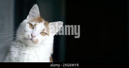 Portrait de chat tabby mignon faisant un visage stupide sur fond sombre. Image panoramique avec espace de copie. Banque D'Images