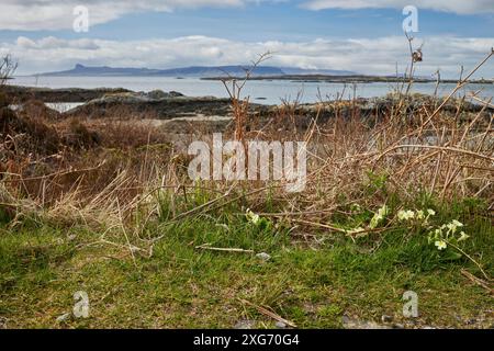 L'primevre sauvage pousse au milieu de la saumure de l'année dernière sur le côté de la route à voie unique menant à Rhu sur la côte. Île d'Eigg en arrière-plan. Arisaig Banque D'Images