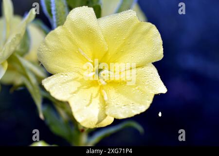 Oenothera biennis, l'onagre commune, est une espèce de plante à fleurs de la famille des Onagraceae. Photo de haute qualité Banque D'Images