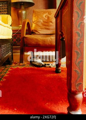 Un chat tabby dort paisiblement sur un tapis rouge à motifs sous une table en bois dans un salon marocain. Le pied de la table est minutieusement sculpté et peint Banque D'Images