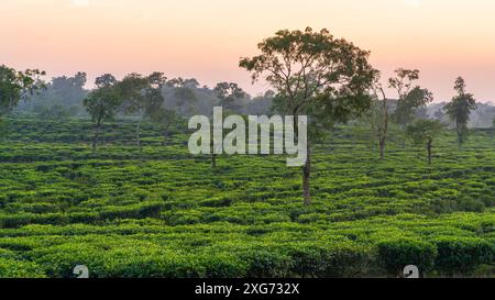 Vue paisible du jardin de thé au coucher du soleil à Srimongol aka Sreemangal, Bangladesh Banque D'Images