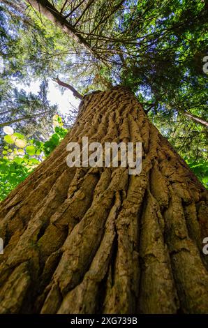 Arbre majestueux de faible angle perspective nature photographie stock. Méditation, randonnée, détente, nature, paix Banque D'Images