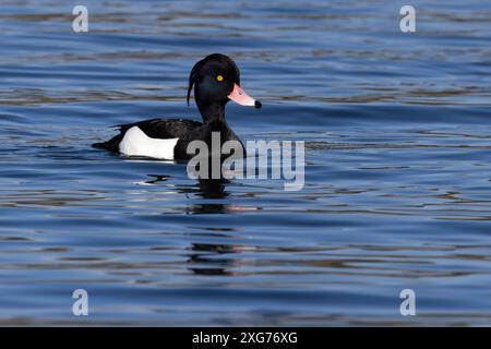 Canard touffeté (Aythya fuligula) Norfolk mars 2024 Banque D'Images