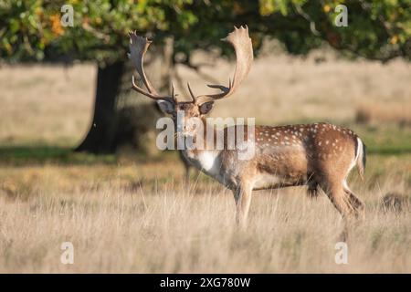 Le cerf en jachère mâle avec de grands bois impressionnants mâche de l'herbe et regarde la caméra Banque D'Images