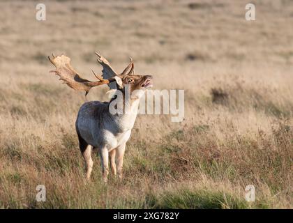 Cerf buck jachère souffle tête d'appel levée dans l'ornière West suss la Grande-Bretagne Banque D'Images