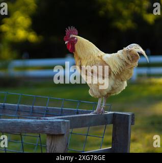 Brillant buff Orpington poulet coq sur une mangeoire de bétail regardant tout de près sur une ferme biologique près de Raeford Caroline du Nord. Banque D'Images