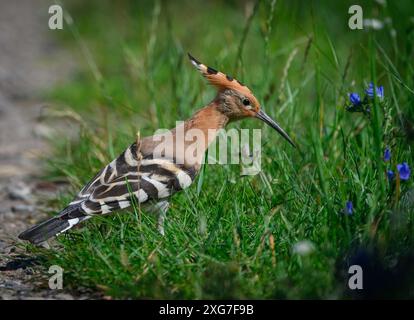 Sieversdorf, Allemagne. 06 juillet 2024. Un hoopoe (Upupa epops) est dehors et sur un chemin de champ à la recherche de nourriture. Avec son plumage et son long bec, le hoopoe est indéniable. À la fin de l'été, il migre vers ses aires d'hivernage en Afrique tropicale. Selon l'Union allemande pour la conservation de la nature et de la biodiversité (NABU), la population de hoopoe en Allemagne est menacée, car il y a encore peu de couples reproducteurs en raison du manque d'habitats. Crédit : Patrick Pleul/dpa/Alamy Live News Banque D'Images