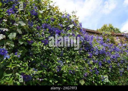 Clematis 'Perle D'Azure Banque D'Images