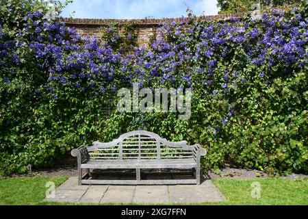 Clematis 'Perle D'Azure Banque D'Images