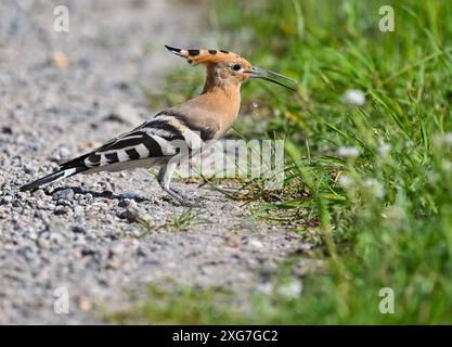 Sieversdorf, Allemagne. 06 juillet 2024. Un hoopoe (Upupa epops) est dehors et sur un chemin de champ à la recherche de nourriture. Avec son plumage et son long bec, le hoopoe est indéniable. À la fin de l'été, il migre vers ses aires d'hivernage en Afrique tropicale. Selon l'Union allemande pour la conservation de la nature et de la biodiversité (NABU), la population de hoopoe en Allemagne est menacée, car il y a encore peu de couples reproducteurs en raison du manque d'habitats. Crédit : Patrick Pleul/dpa/Alamy Live News Banque D'Images