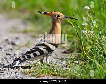 Sieversdorf, Allemagne. 06 juillet 2024. Un hoopoe (Upupa epops) est dehors et sur un chemin de champ à la recherche de nourriture. Avec son plumage et son long bec, le hoopoe est indéniable. À la fin de l'été, il migre vers ses aires d'hivernage en Afrique tropicale. Selon l'Union allemande pour la conservation de la nature et de la biodiversité (NABU), la population de hoopoe en Allemagne est menacée, car il y a encore peu de couples reproducteurs en raison du manque d'habitats. Crédit : Patrick Pleul/dpa/Alamy Live News Banque D'Images