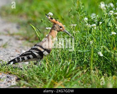 Sieversdorf, Allemagne. 06 juillet 2024. Un hoopoe (Upupa epops) est dehors et sur un chemin de champ à la recherche de nourriture. Avec son plumage et son long bec, le hoopoe est indéniable. À la fin de l'été, il migre vers ses aires d'hivernage en Afrique tropicale. Selon l'Union allemande pour la conservation de la nature et de la biodiversité (NABU), la population de hoopoe en Allemagne est menacée, car il y a encore peu de couples reproducteurs en raison du manque d'habitats. Crédit : Patrick Pleul/dpa/Alamy Live News Banque D'Images