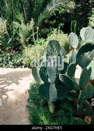 Une scène vibrante avec un jardin botanique luxuriant rempli de diverses plantes, y compris des cactus et des palmiers, sous le soleil éclatant. Banque D'Images